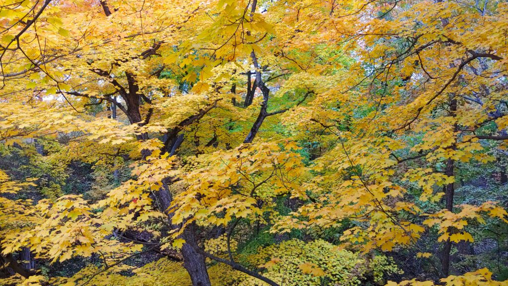 Golden leaves in a Fall forest